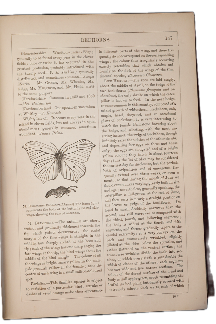1875 Edward Newman British Butterflies and Moths