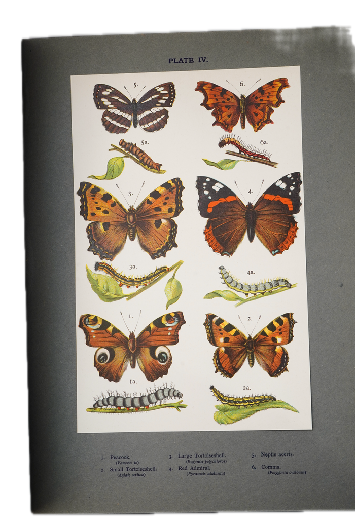 1912 H. Rowland Brown Butterflies and Moths at Home and Abroad