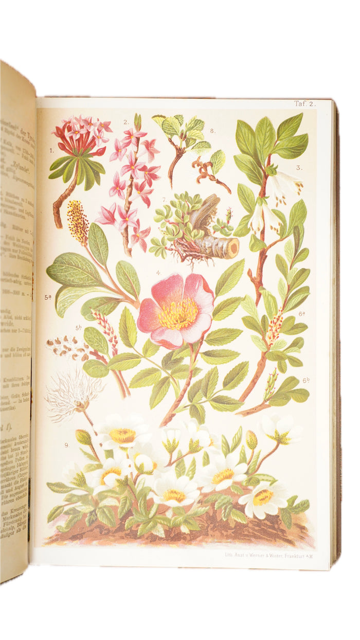 Antique Schroter Alpine Flowers 1904 Chromolithograph Botanical