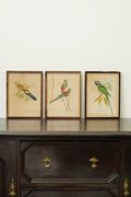 Set of 3 - Parrot Prints after John Gould